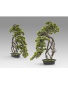KENGAI - BONSAI 74CM